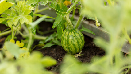 Small watermelon in a vegetable garden at sunset.