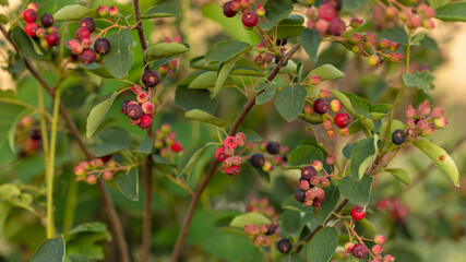 Amelanchier berries in a vegetable garden at sunset.
