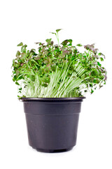 Mizuna microgreen of japanese mustard in a pot isolated on a white background. 