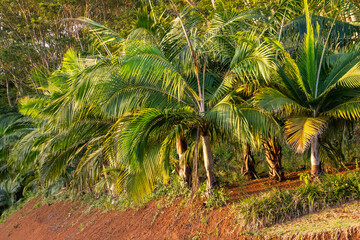Obraz premium Palm trees at sunset in the island of Mauritius