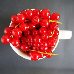 close up red currant berries in a white circle on a dark background top view . summer seasonal red berries