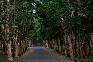 Fototapeta na wymiar Road through the forest in Mauritius