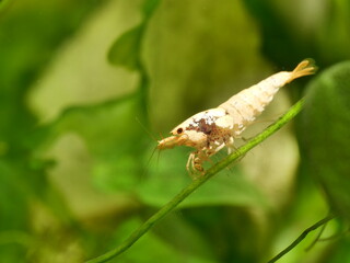 Schöne Caridina Garnelen im Aquarium