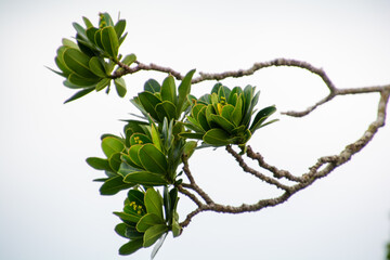 Green plant on a white background