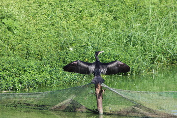Great cormorant, a black bird spreading wings sitting on a pole in the lake