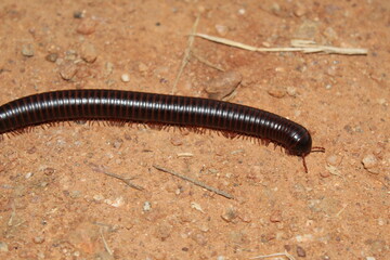 Large Millipede walking on the ground