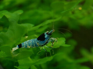 Schöne Caridina Garnelen im Aquarium