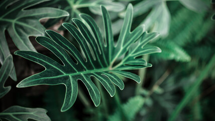 Xanadu leaves, Tropical leaves background, jungle leaf close up, Close up Philodendron leaves plant in a garden, green color background.