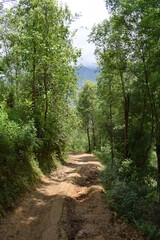 A stone path in the middle of the forest