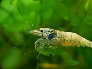 Schöne Caridina Garnelen im Aquarium