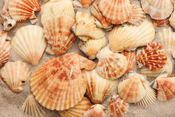 Seashells on the sand, summer beach tropical background travel concept with copy space for text