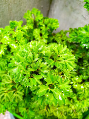 Polyscias fruticosa or Ming aralia plant leafs, top view