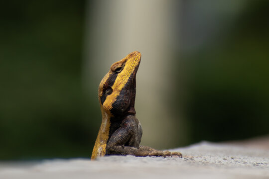 Lizard on a stone, Indian agama garden lizard