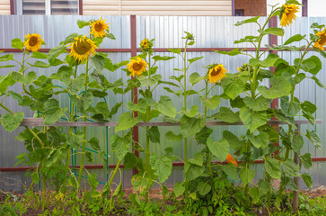 Tall sunflowers grow in the yard of the house in August in cloudy weather