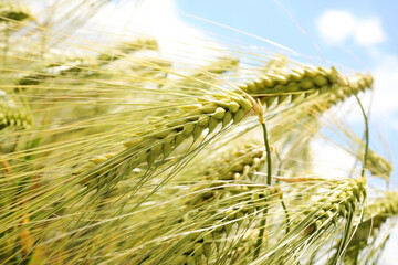 Closeup view of agricultural field with ripening cereal crop