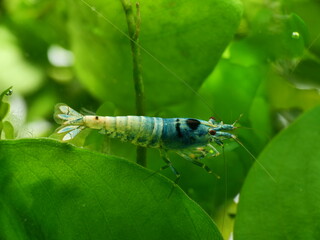 Schöne Caridina Garnelen im Aquarium