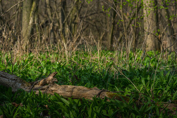 bear's garlic in spring and forest