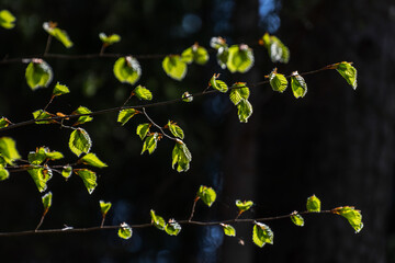 glowing green leaves in the forest