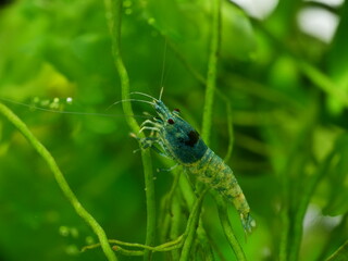 Schöne Caridina Garnelen im Aquarium