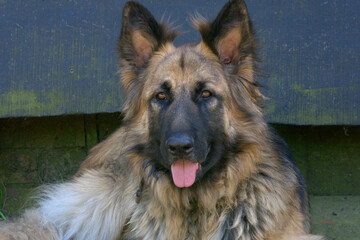 German Shepherd Dog Portrait