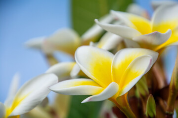 Obraz premium Plumeria on the island of Mauritius
