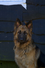German Shepherd Dog Looks Straight Into Camera
