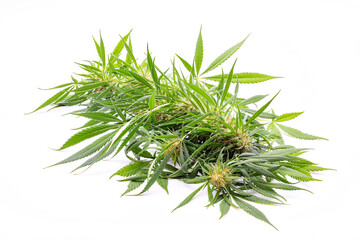 Marihuana pflanze, Krone mit Buds und Blättern, isoliert.