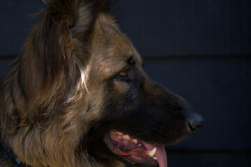 The Eyes of German Shepherd Dog