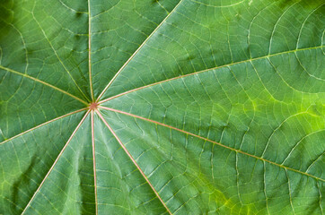 Fresh green leaf with veins close