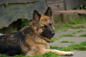German Shepherd DogSquints