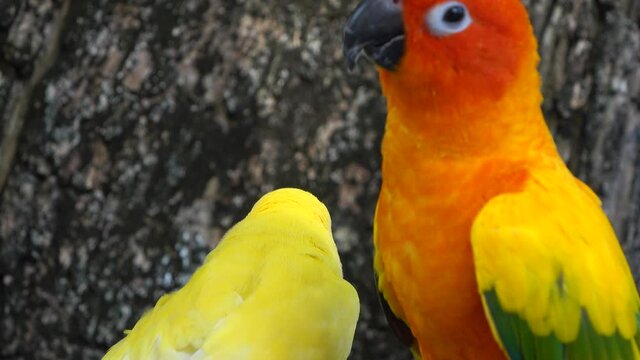 Beautiful small parrot Cute and colorful