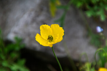 Obraz premium Blooming Yellow Poppy
