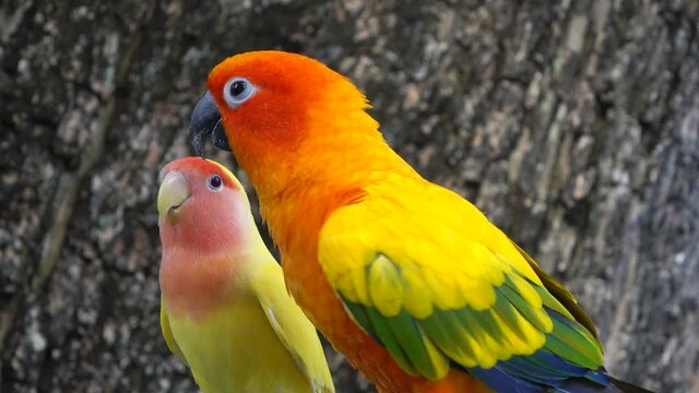 Beautiful small parrot Cute and colorful