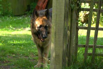 german shepherd dog