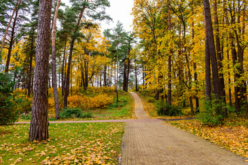 Obraz premium Beautiful autumn landscape. City Park in Jurmala town, Latvia