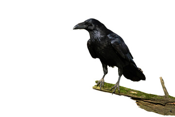 Curious common raven, corvus corax, facing camera isolated on white background. Black bird standing tree and observing cut out on blank. Animal wildlife in nature.