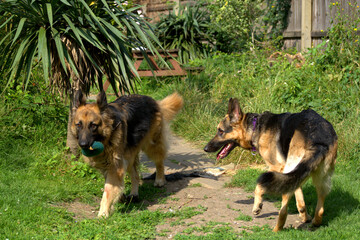 German Shepherd Dogs Play Each Other