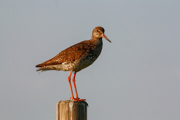 einsamer Vogel an der Nordsee