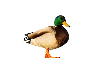 Side view of mallard, anas platyrhynchos, duck walking in nature isolated on white background. Colorful male bird with green head cut out on blank. Drake going from profile.