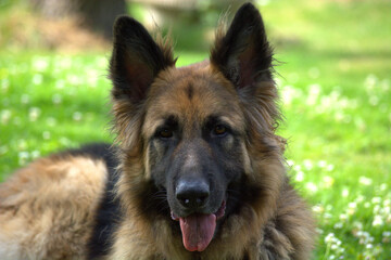 german shepherd dog
