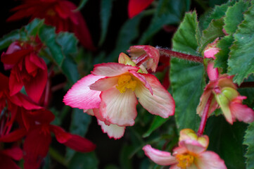 Obraz premium Pink and White Flower Blooming