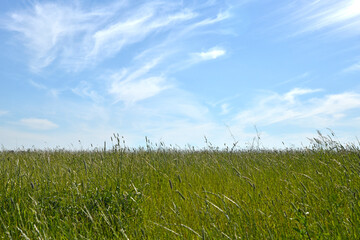Sky and green grass