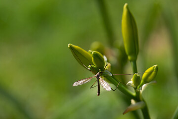 Obraz premium Tipulidae mosquito on a flower Bud