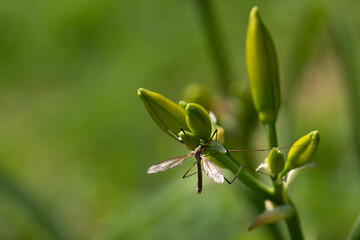 Tipulidae mosquito on a flower Bud