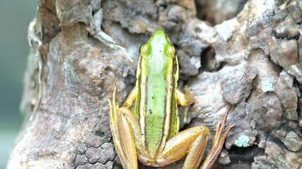 Frog in natural beautiful animal