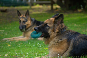 german shepherd dogs play with toy