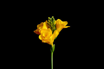 Beautiful yellow freesia flower on black background