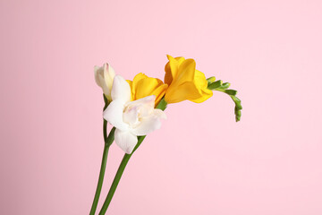 Obraz premium Beautiful tender freesia flowers on pink background