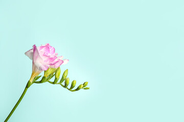Beautiful blooming pink freesia on light blue background. Space for text