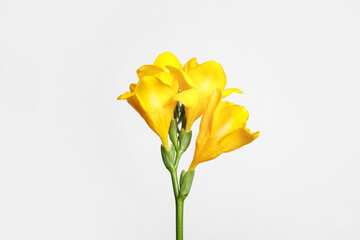 Naklejka na ściany i meble Beautiful blooming yellow freesia on light background